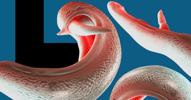 দেশে দেশে ছড়াতে পারে যৌনাঙ্গ আক্রান্তকারী পরজীবী, হুঁশিয়ারি বিজ্ঞানীদের