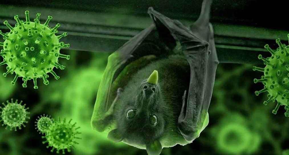 বাংলাদেশে নিপাহ ভাইরাসে নারীর মৃত্যু নিয়ে যা জানাল বিশ্ব স্বাস্থ্য সংস্থা